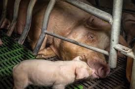 There is no friendship, no love like that of a mother for her offspring
#MothersDay 
Yet we put mother pigs in farrowing crates &amp; take calves from cows when born
"You can't go back and change the beginning, but you can start where you are &amp; change the ending”
C.S. Lewis
<a href="/ciwf/">Compassion in World Farming UK</a>