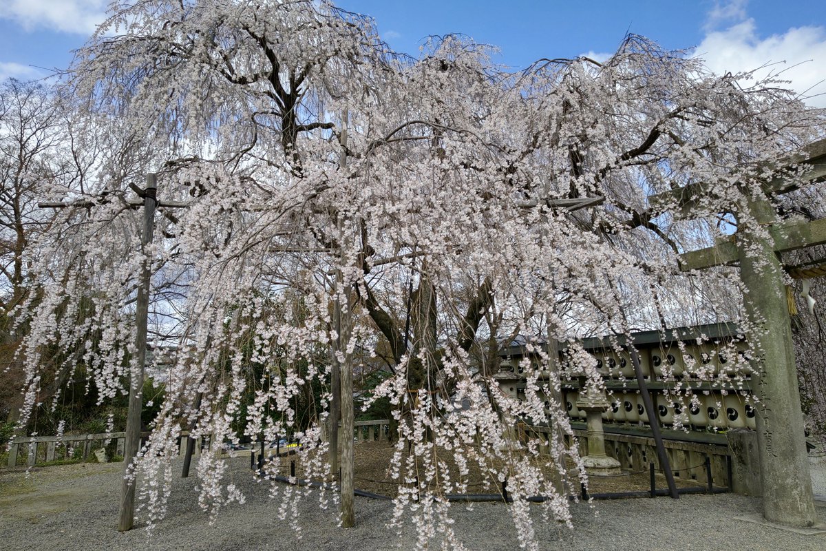【京都・山科】
大石神社。１月に来たときには「咲いたらどんな感じになるんかなぁ」と思ってたけど、想像以上に大きかった🌸
#桜
#大石内蔵助