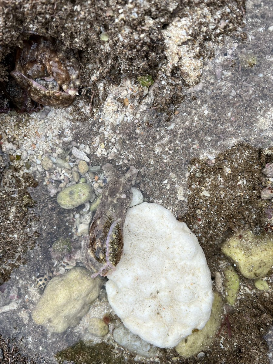 そしてアメフラシ