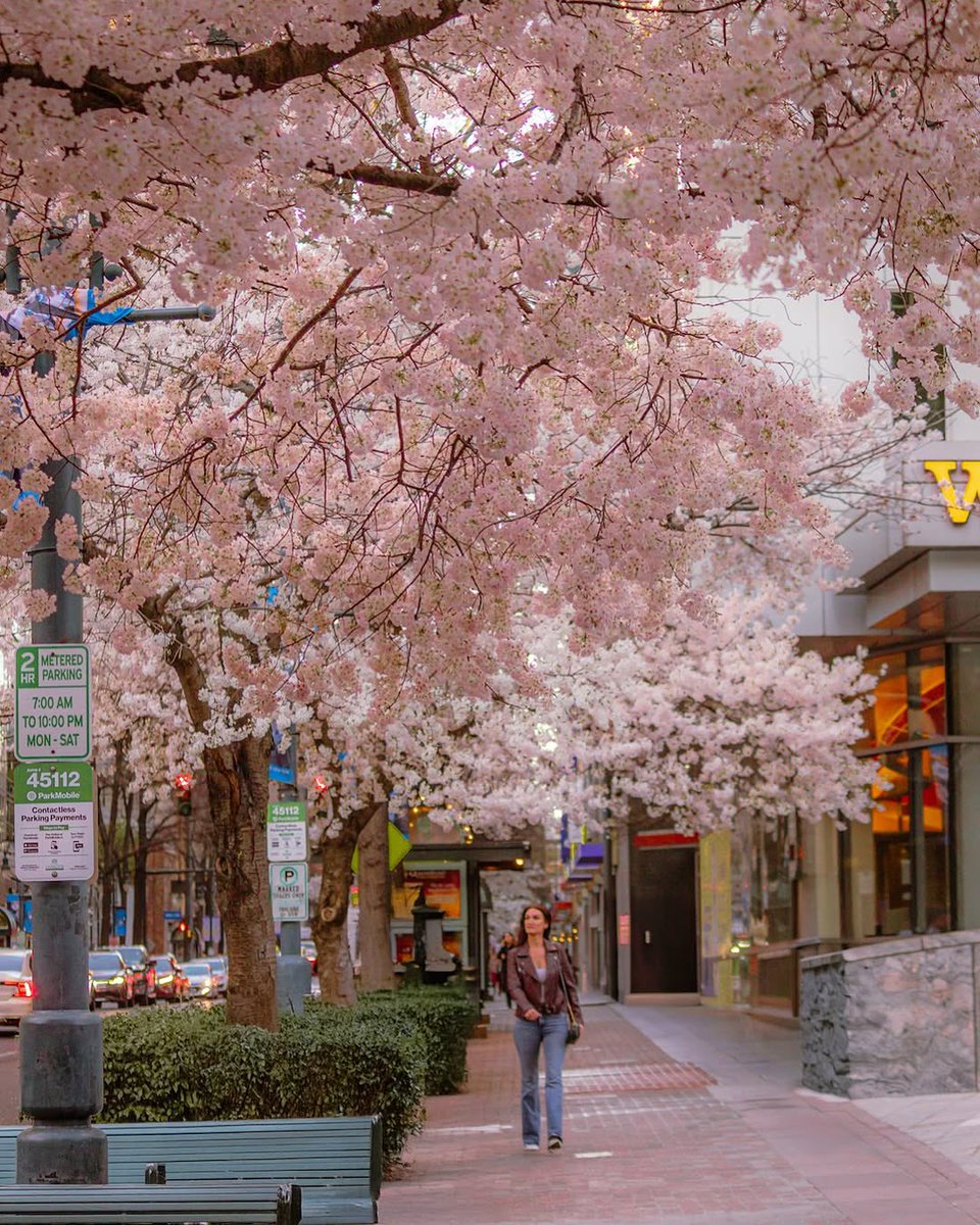 Spring has sprung in Charlotte

📸: fromandrawithlove (IG)