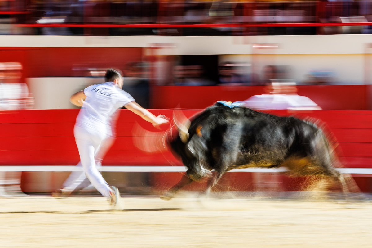 ChrisRuizPhoto's tweet photo. Reprise de la saison taurine avec la première course du trophée Montpellier 3m dans les arènes pleines de Mauguio. https://t.co/1hKPrJGye3