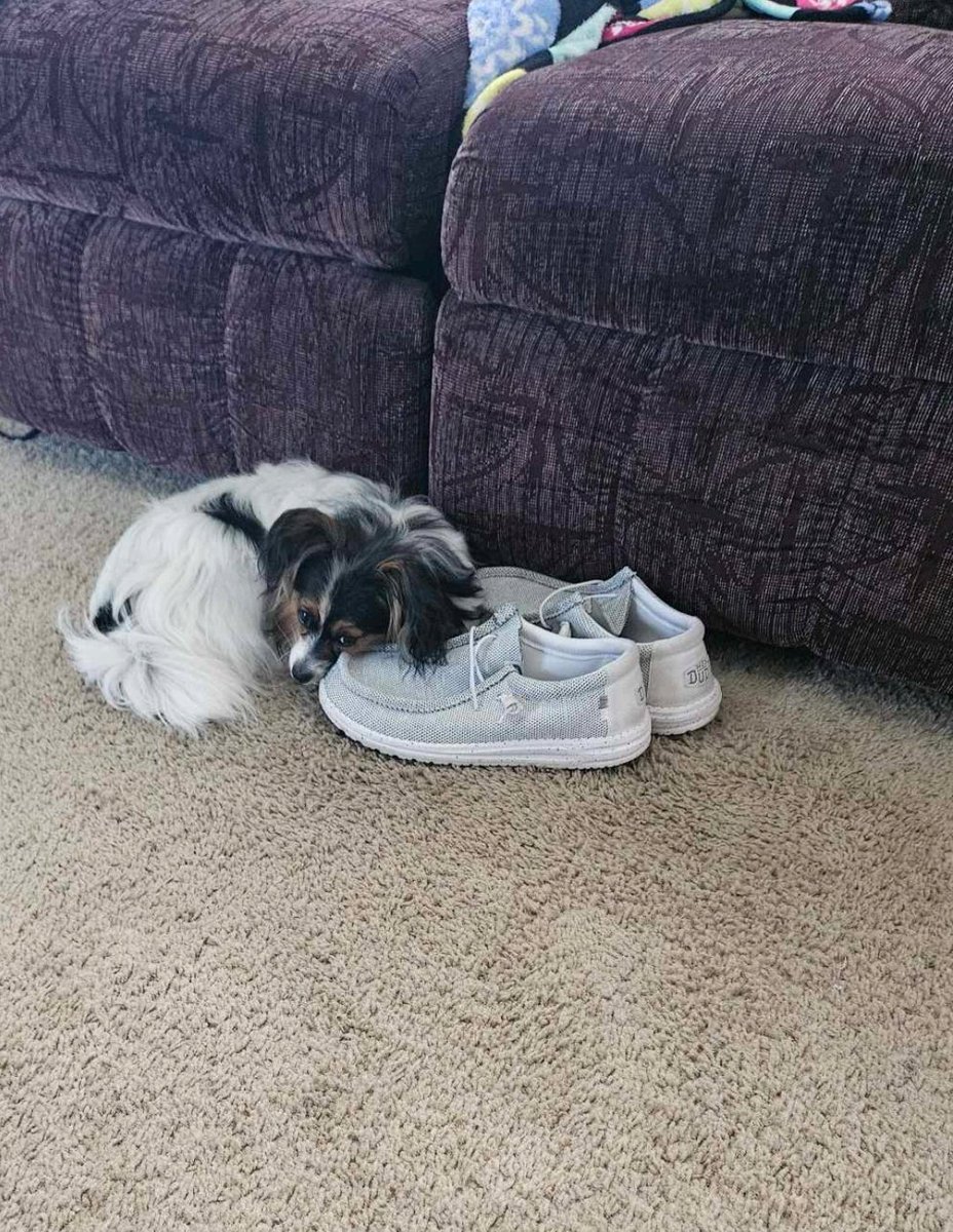 christiemadrian's tweet photo. My husband was out of town last night. I think our puppy misses him. #writingbuddy #dogsoftwitter https://t.co/lNfCB6VkDh