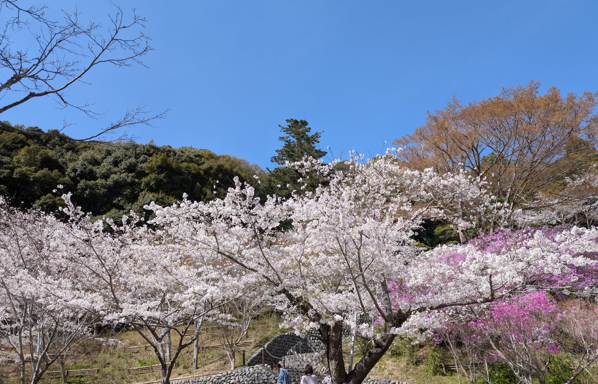 218Cocoa's tweet photo. 今日は法多山のさくらまつりへ🌸
限定のさくら団子は無理だった😅
桜を見たあとは茶の庭さんでティータイム🍵
お茶屋さんがやってるカフェで茶畑を眺めながらお茶をいただける✨
物販も充実してて、お茶はペットボトルが多いけどこれからは茶葉から淹れようかなと思えるお店でした https://t.co/O3Iul4NbDB