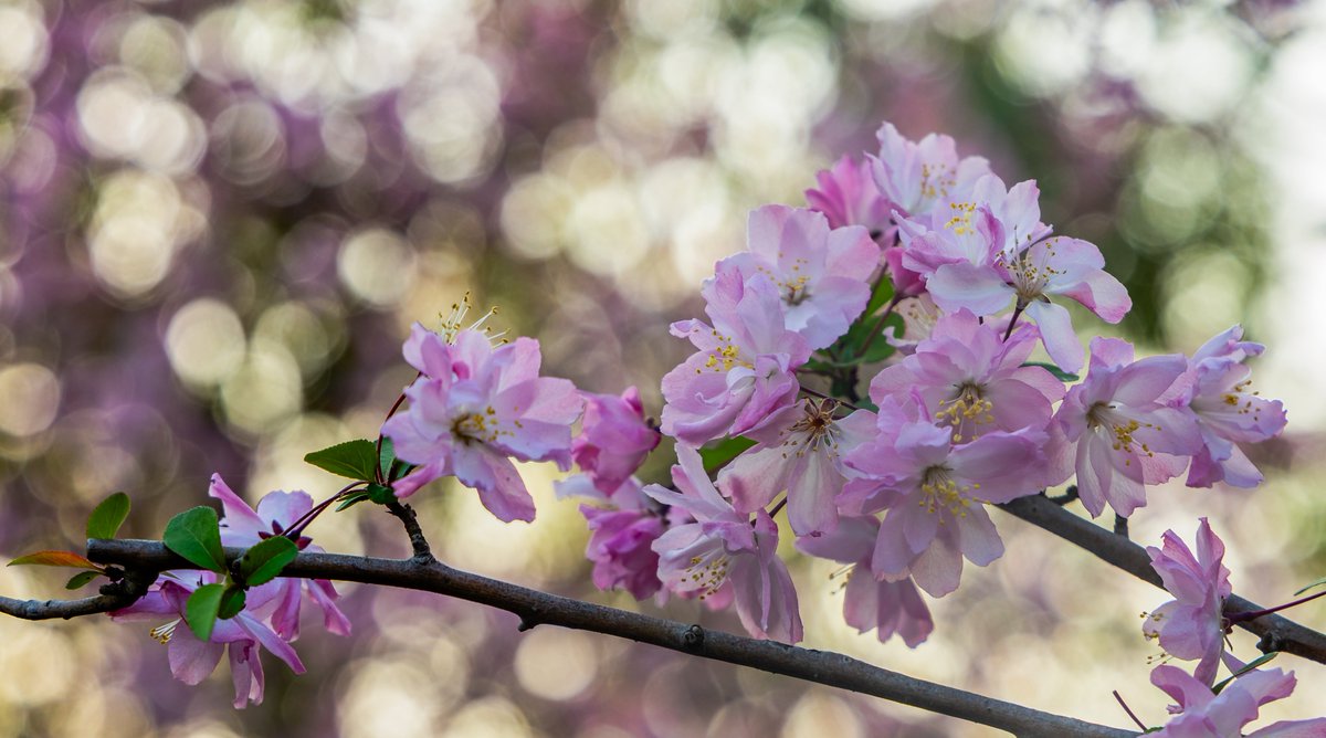 _harmoid_'s tweet photo. 顾村公园 / Gucun Park
#cherryblossom #sakura #shanghai https://t.co/tIA7mIo9qD