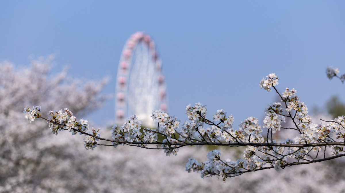 _harmoid_'s tweet photo. 顾村公园 / Gucun Park
#cherryblossom #sakura #shanghai https://t.co/tIA7mIo9qD
