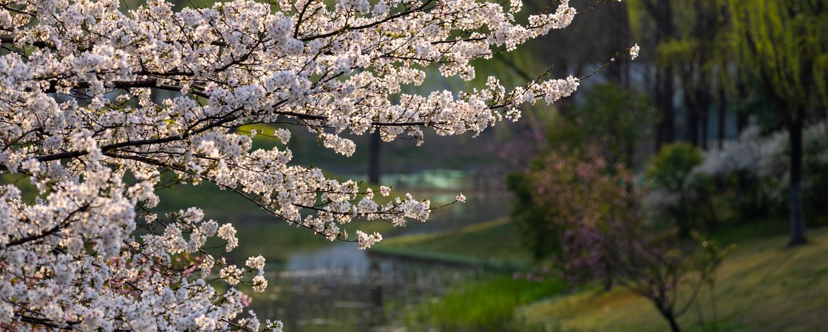 _harmoid_'s tweet photo. 顾村公园 / Gucun Park
#cherryblossom #sakura #shanghai https://t.co/tIA7mIo9qD