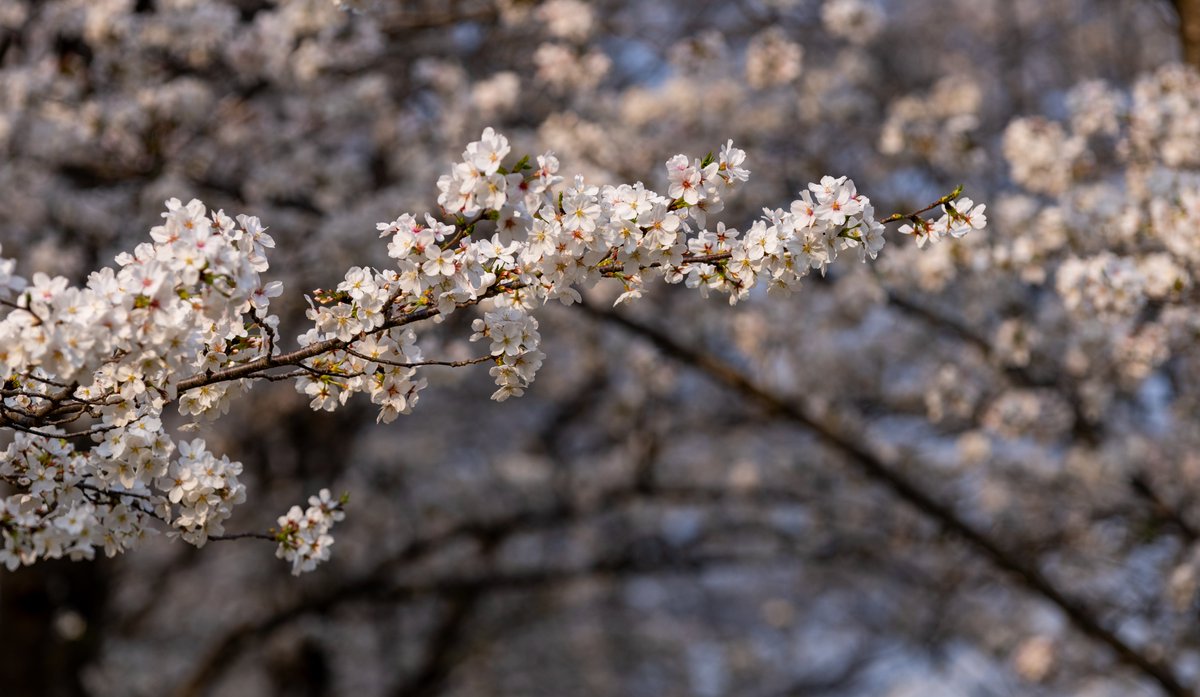 _harmoid_'s tweet photo. 顾村公园 / Gucun Park
#cherryblossom #sakura #shanghai https://t.co/tIA7mIo9qD