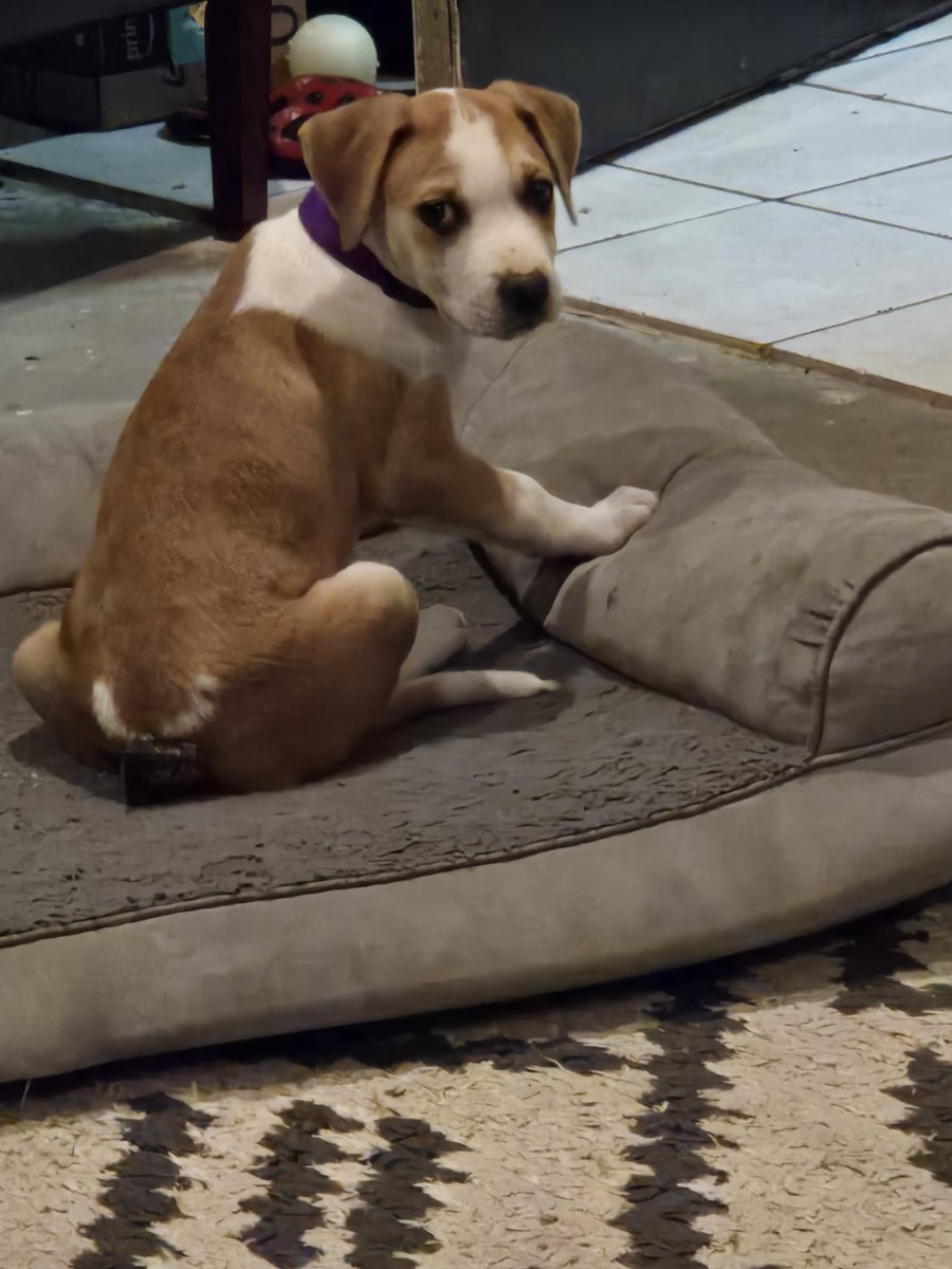 NameMeGame's tweet image. When your new puppy comes branded by @amazon. 🤣 She&apos;s a smiley butt spring special.