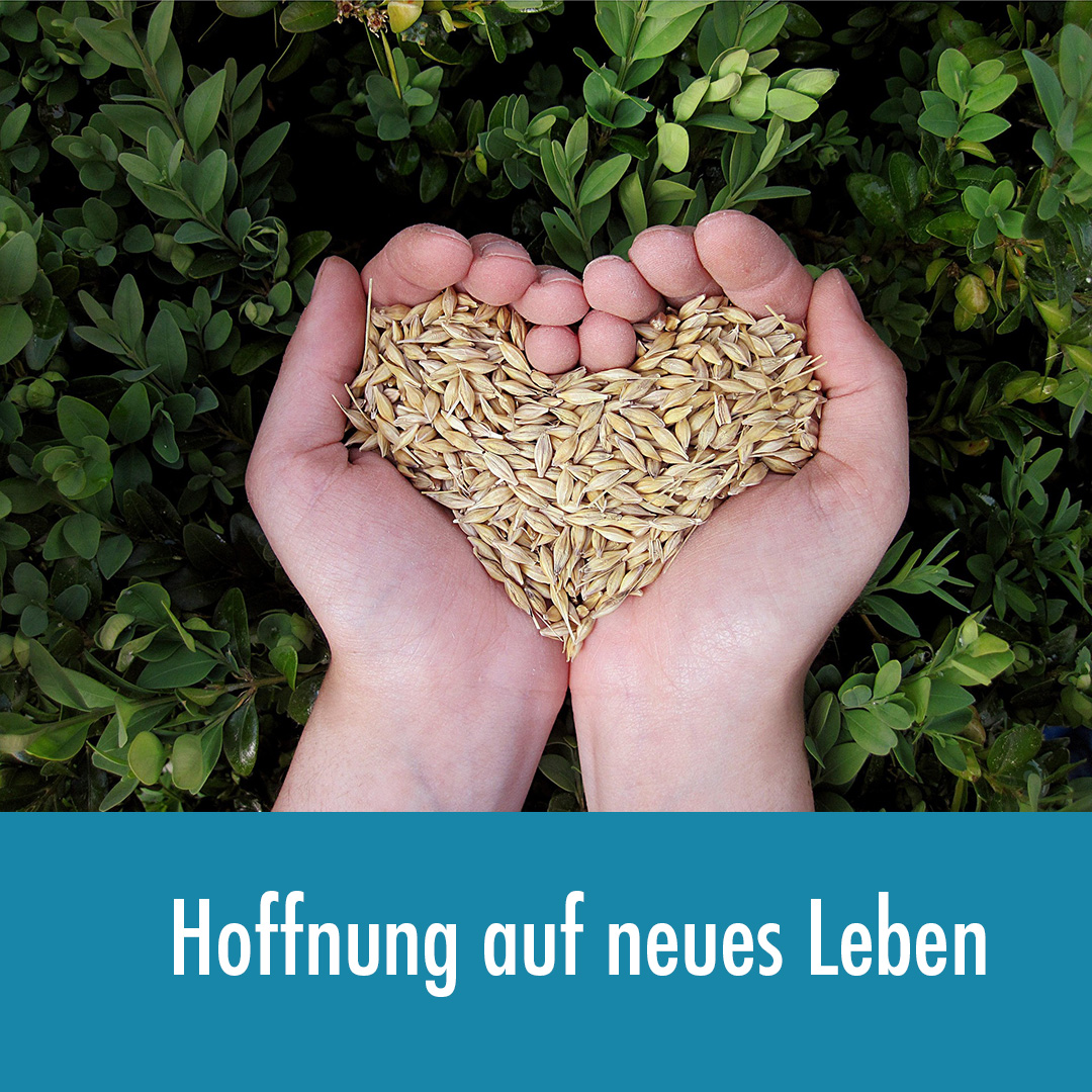 Das Weizenkorn, das in die Erde fällt und sterben muss, bringt neues Leben hervor.📷 Der heutige Sonntag (Lätare) gilt als ein kleines #Osterfest in der Passionszeit.
