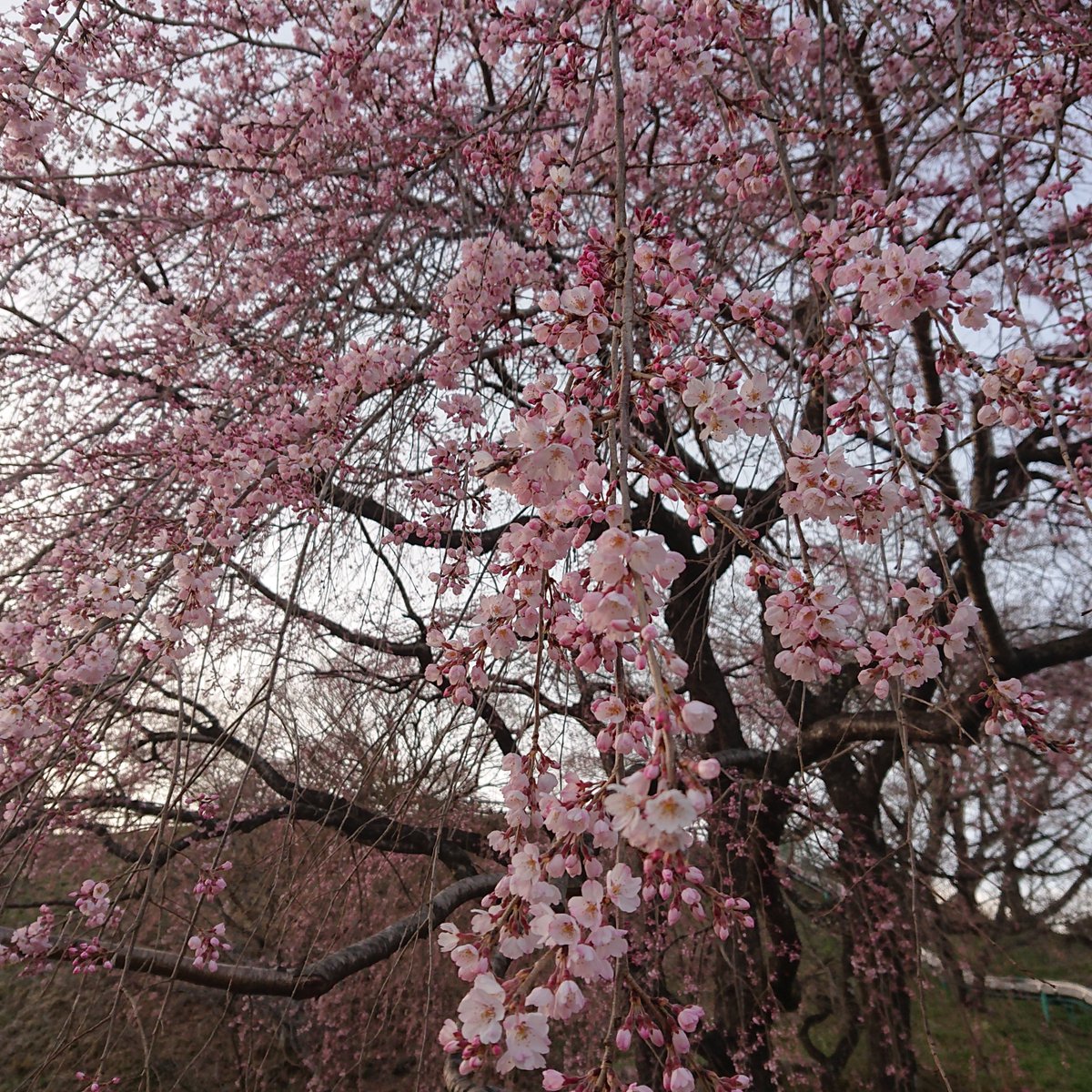 これわ桜で良いですか？少しだけ早いような！