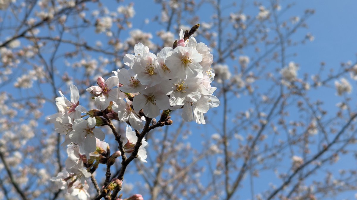 EZNAVInet's tweet photo. 明日も良い日でありますように～🌸
#静岡 #SAKURA https://t.co/B7oACNlkAC