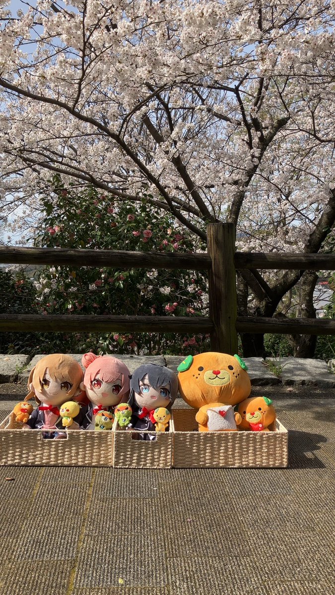 Shiokaze_ehime's tweet photo. 松山総合公園のソメイヨシノ🌸
満開でした。

別れあり出会いありの3月末と4月初め
入園式・入学式は🌸の下で写真を
撮った方も多いでしょう

#CULART
#みくちゃ https://t.co/pecmu1NOw6