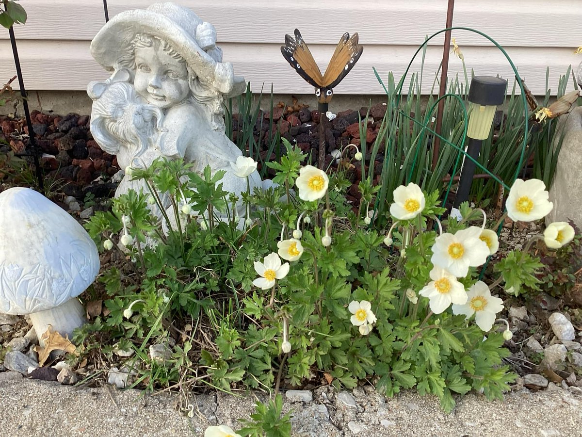 Spring season🌼🌻💮🌺🌸good morning