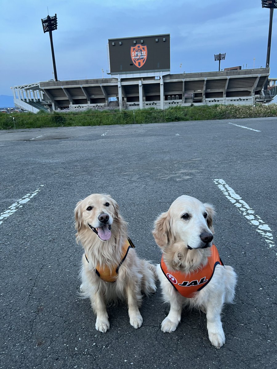 昨日サクラ🌸が綺麗だったので今日は一緒に

#桜
#ゴールデンレトリバー 
#goldenretriever
#シニア犬
#エスパルス犬部
#いぬ部