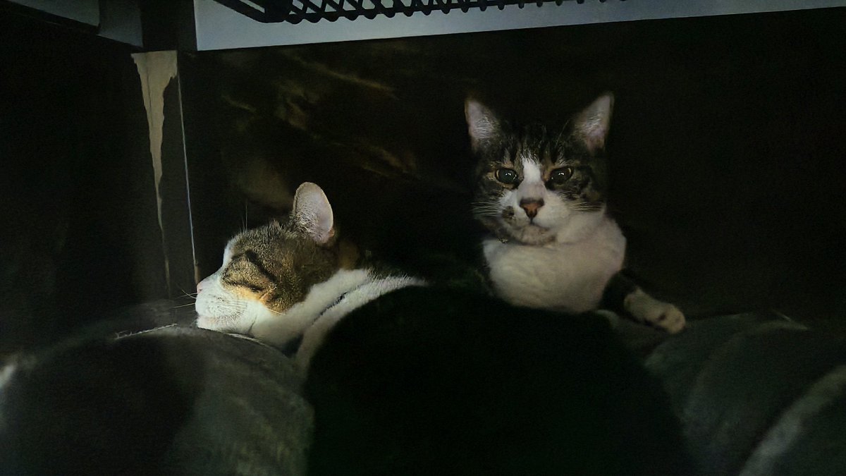 kamu0627's tweet photo. 猫ちゃんも歳とると
いろいろ病気出てくるよね
ちーちゃんが甲状腺機能亢進症
ぺたろうくんが肥大型心筋症
でも早く見つかってよかった(*ᐢ´꒳`ᐢ*)
一緒に頑張ろうね
#大切な家族 #猫のいる幸せ https://t.co/Q8XktVu1t5