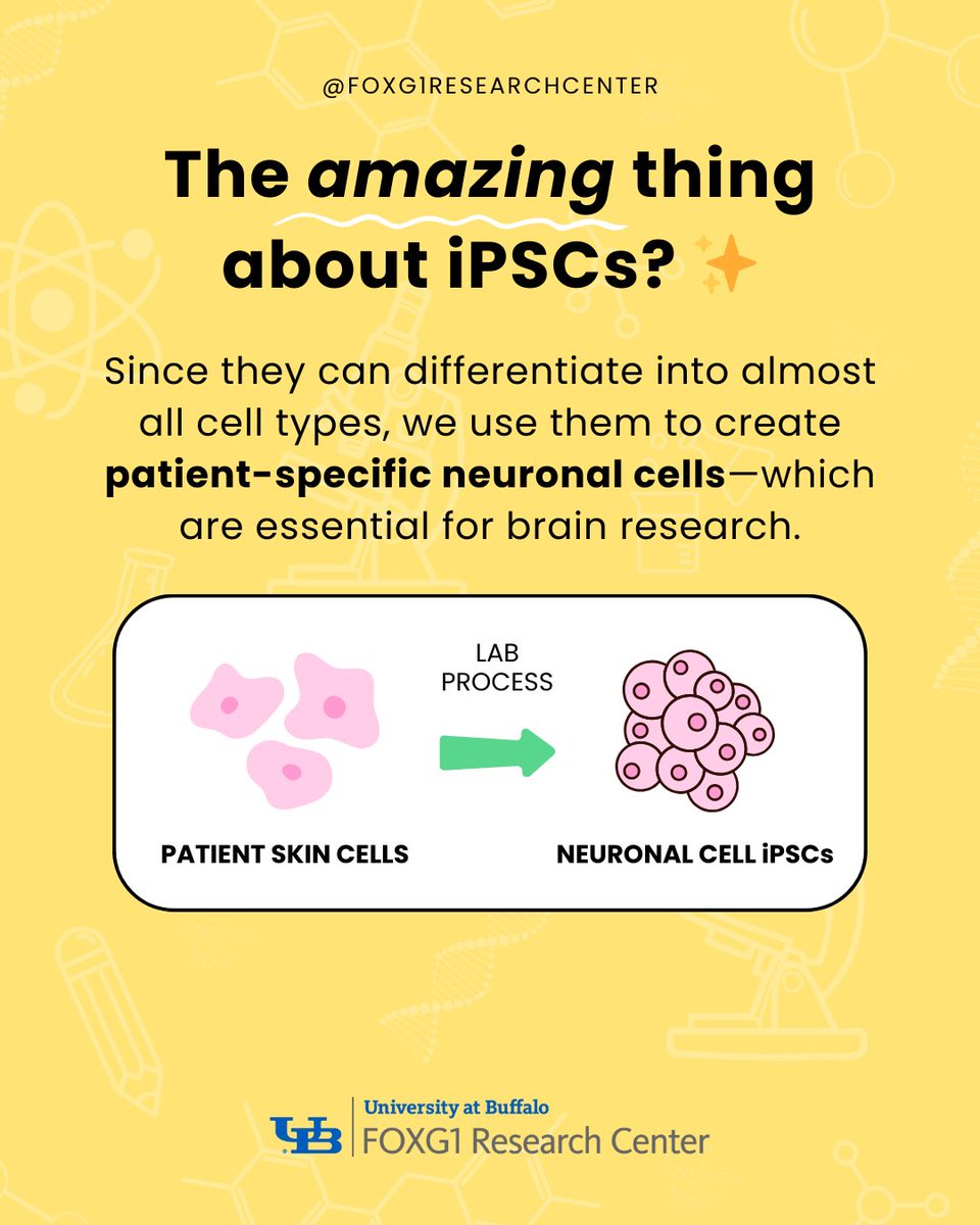 How do we study FOXG1 in the lab?

We reprogram skin cells from FOXG1 patients into stem cells (iPSCs) that can become brain cells—giving us a window into how the syndrome works.

#FOXG1research #FOXG1syndrome #FOXG1center