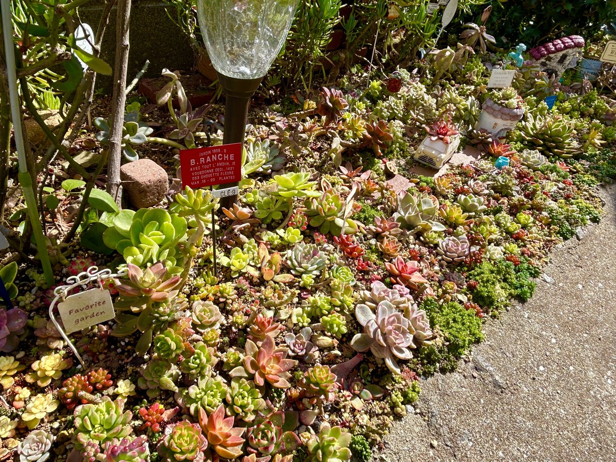 多肉花壇🌱

夏のボロボロからここまで復活

今が1番綺麗かな😊