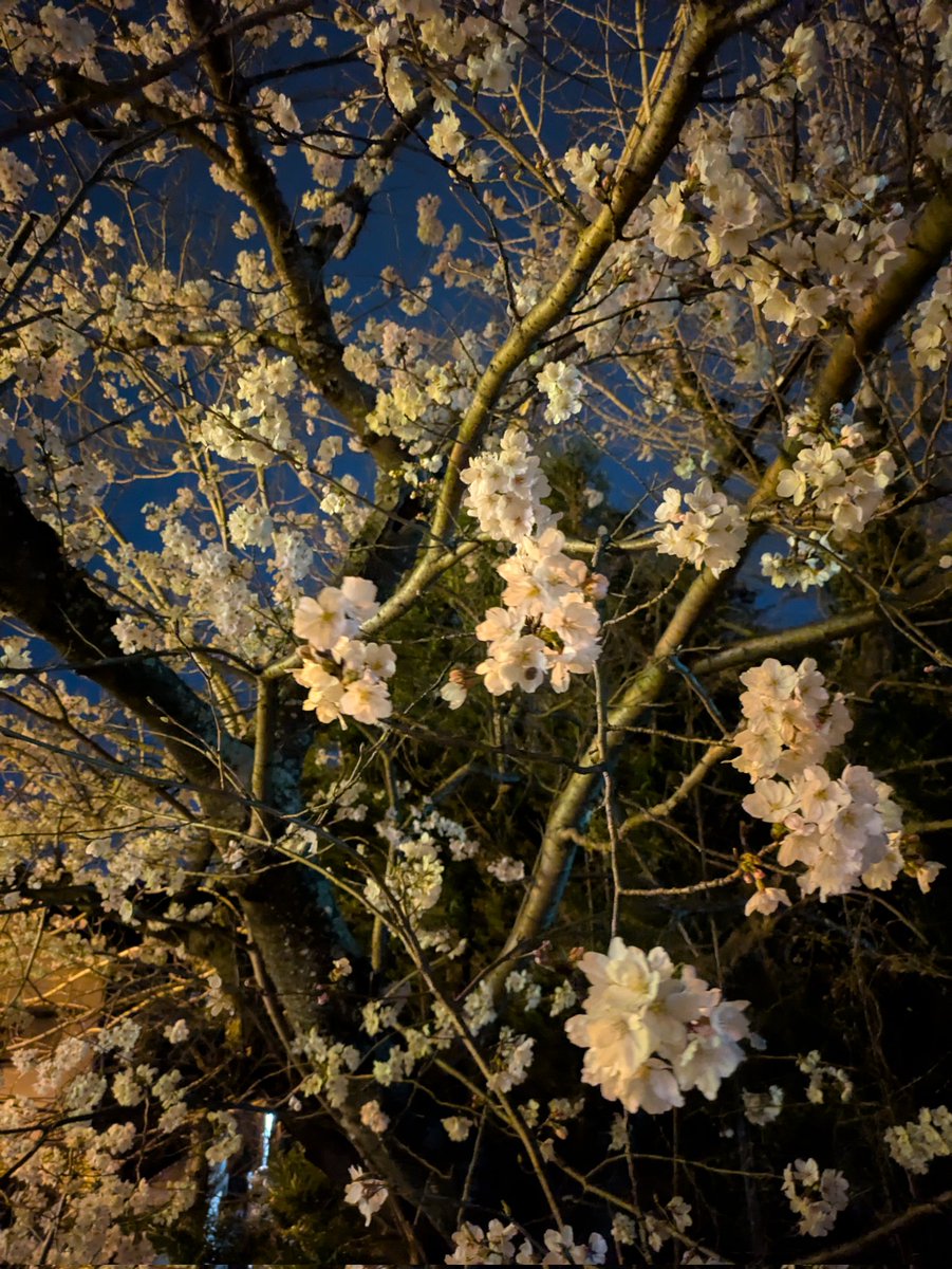 JimmyLAPHRO's tweet image. 近所を散歩ついでに夜桜見てきた