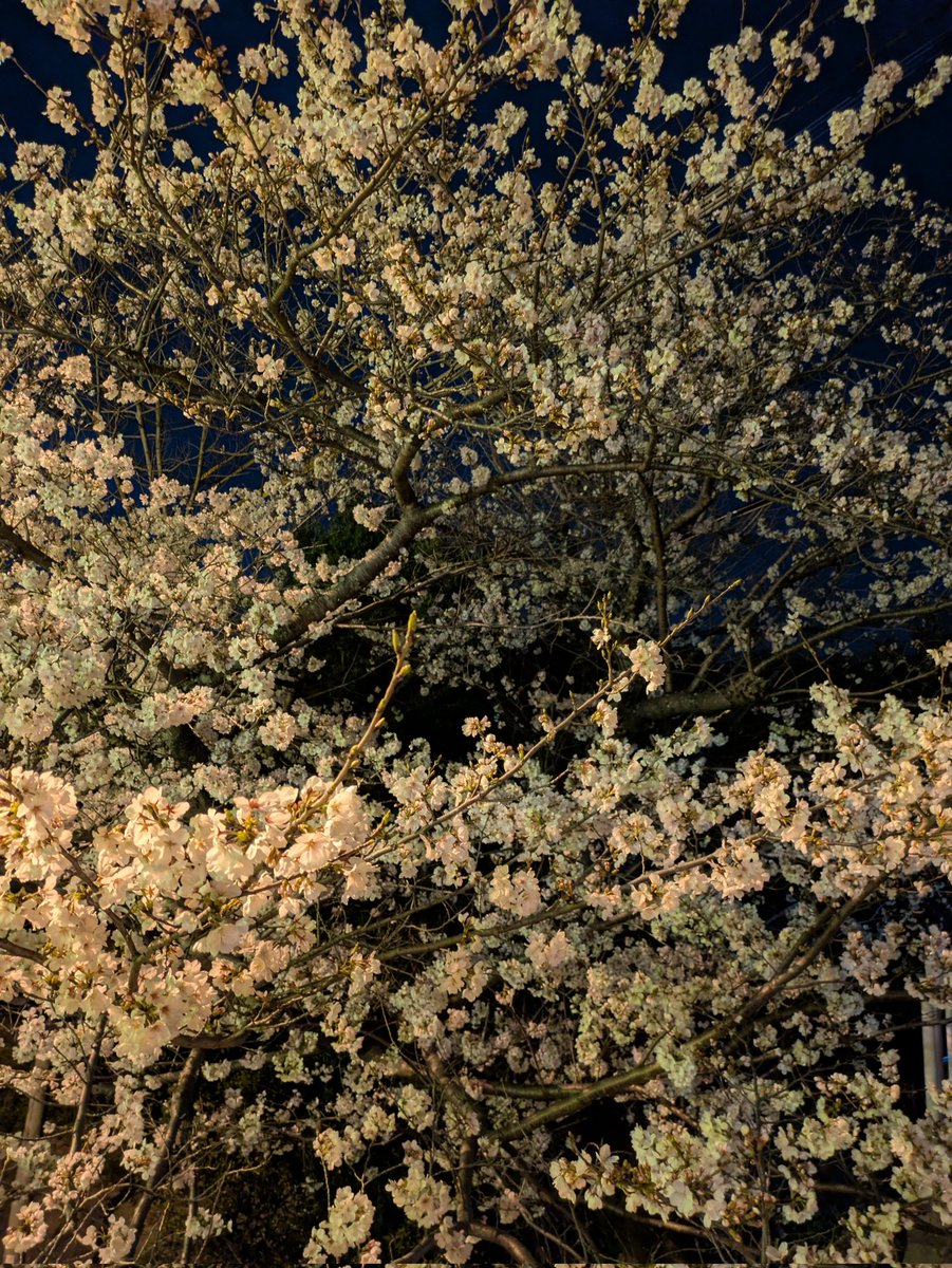 JimmyLAPHRO's tweet image. 近所を散歩ついでに夜桜見てきた