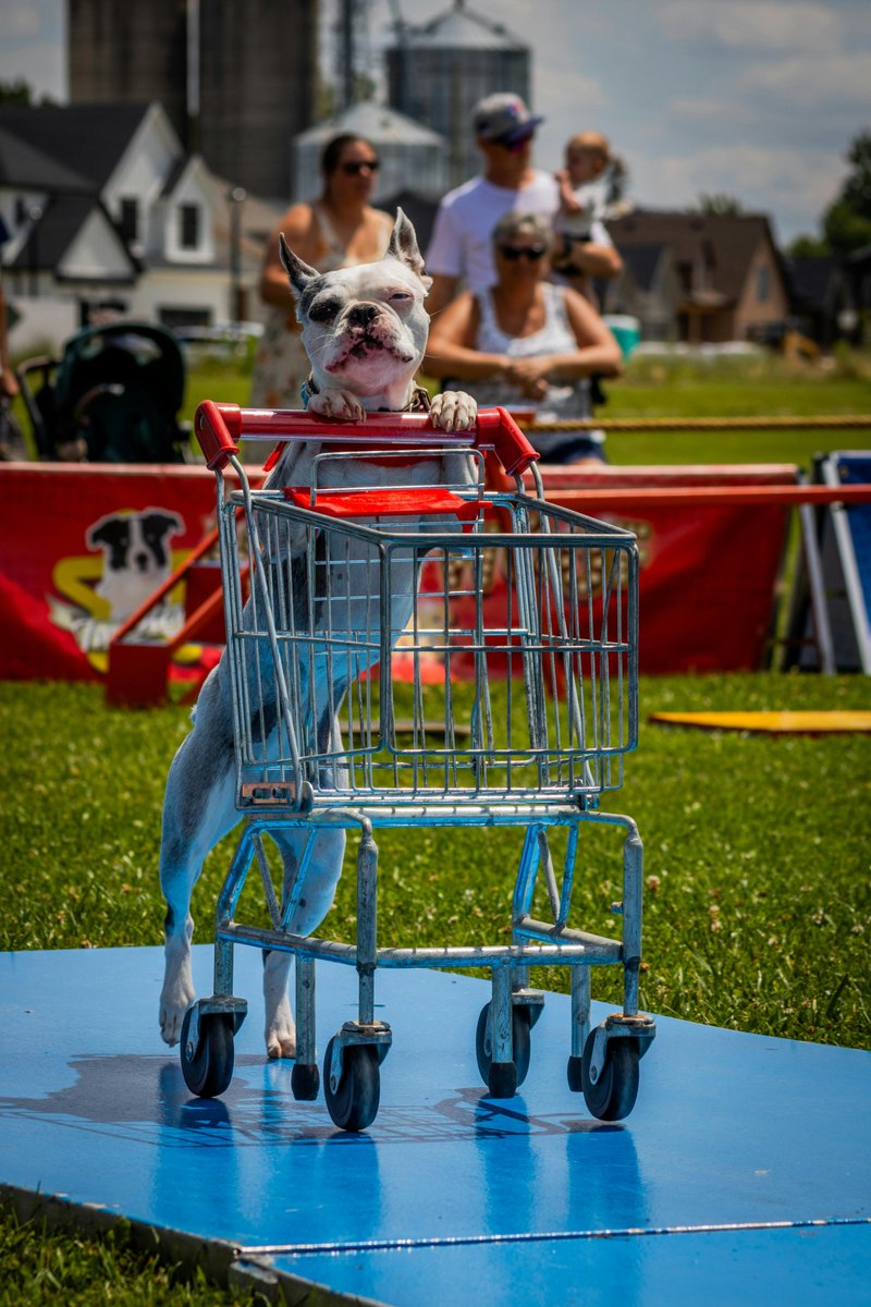 willbarkfortoys's tweet image. 🐾 READY, SET, SPRING!
Adventure awaits—stock up on gear, toys, and more for springtime fun!
🛒 Shop now: willbarkfortoys.com
#SpringAdventures #PupLife #DogEssentials