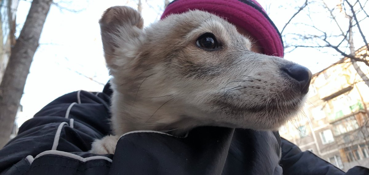 вылечили чучуню от энтерита и нашли дом!