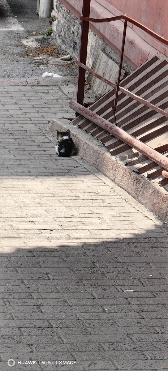 Bu minnak kedoşu annesi sürekli dışlıyor. Tek başına hasta oluyor sürekli. Geçici ya da kalıcı yuva olmak isteyen olur mu?
