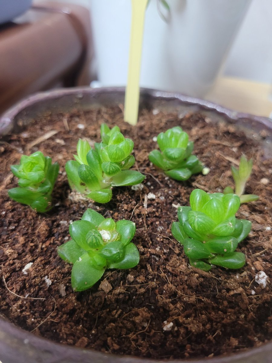 z6WCZqjXMwjdLut's tweet image. #옵튜사 #다육식물 
#다육이사랑 #봄날 #주말오후