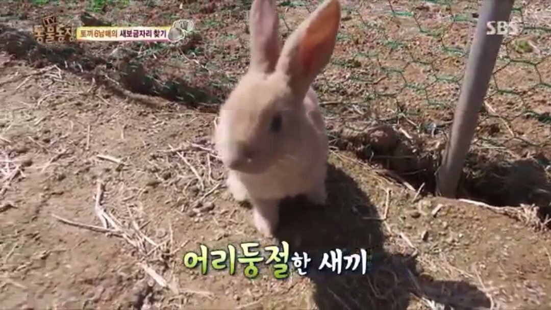 제냐 아직도 새끼 뜻이 baby로 알고 있어서 사랑스럽게 애칭으로 욕하면 어캄

🐊 : 새끼야 (=hey baby)
🐇 : …너 지금 뭐라고…?