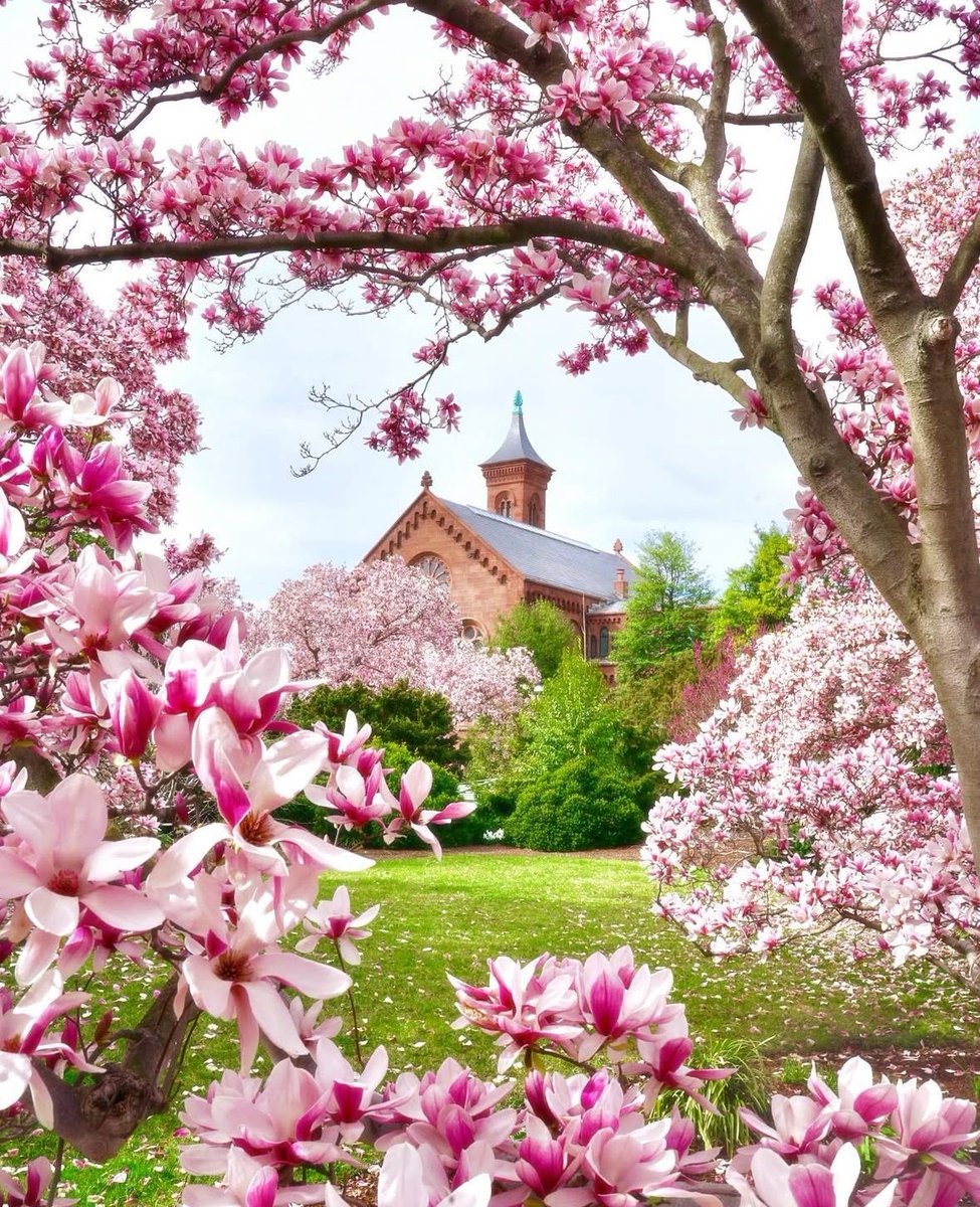 Washingtonian 🌸 tweet media