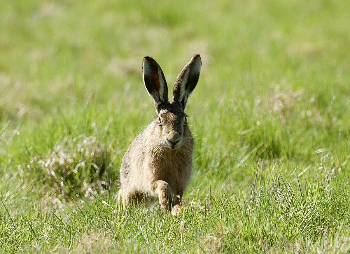 border70's tweet image. I haven’t post wildlife pictures for a while. These were from yesterday.