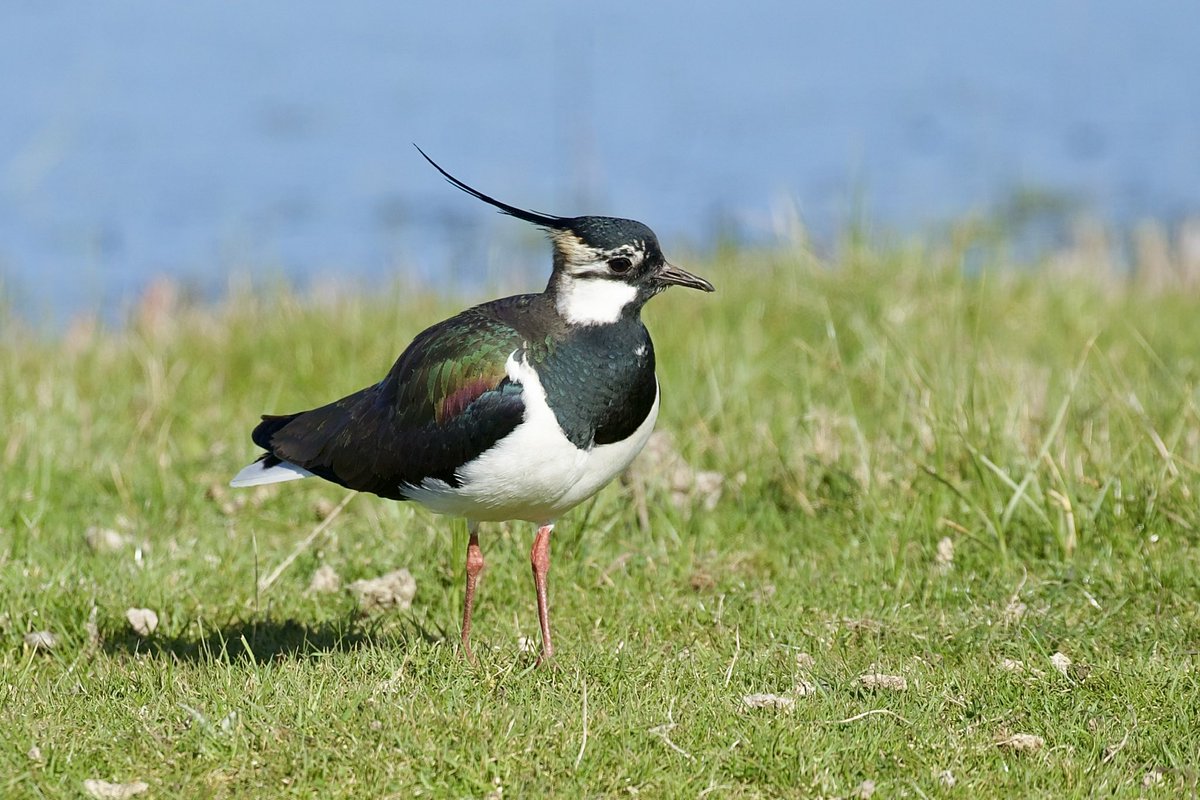 border70's tweet image. I haven’t post wildlife pictures for a while. These were from yesterday.