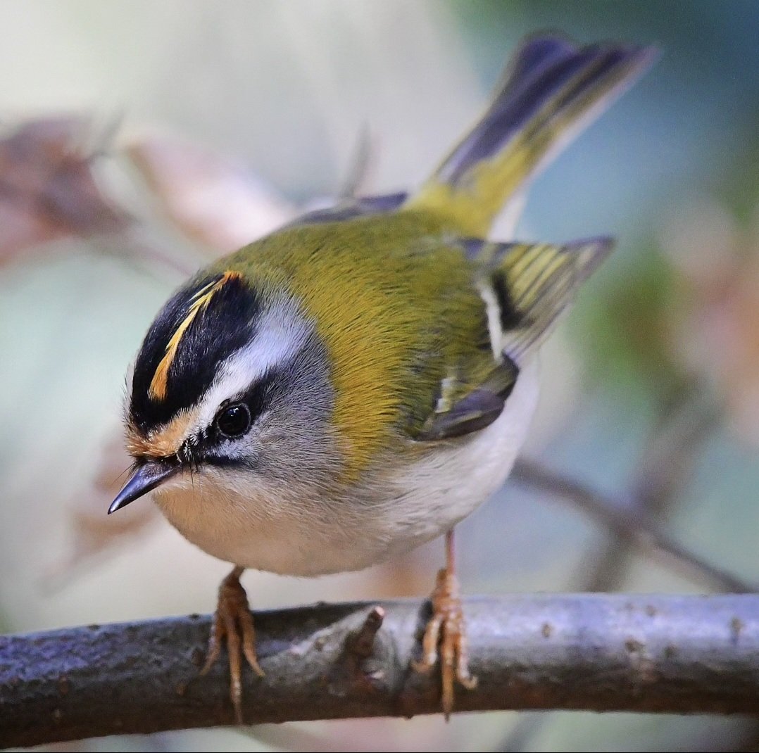 A Firecrest, today at Longleat Forest.