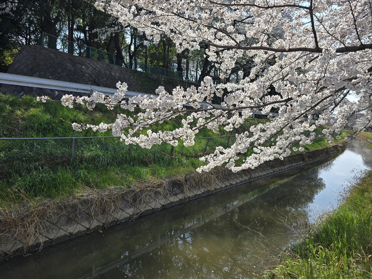 katsuki5025's tweet image. 桜🌸パトロールRun🏃‍♂️

【03/30(日)】
①20kmjog

【TOEIC】
①金フレ400語
②銀フレ200語
③英文法はじめての400問10問
④金パケpart7 1問

#carosvertix2 
#tabio
#xplosion
#TOEIC
#博士課程の道