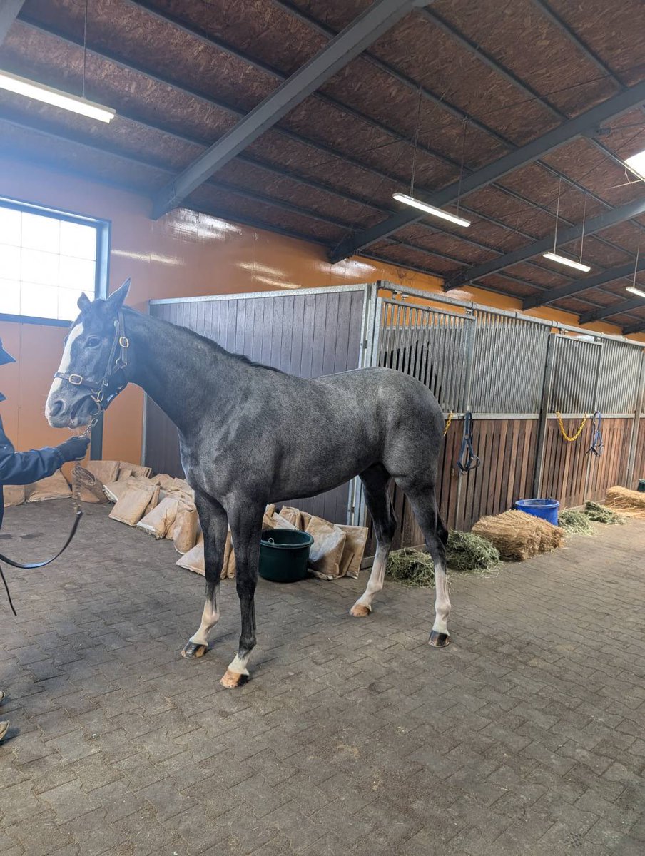 goldensnap__'s tweet image. ゴールデンボブ🐎
（ルーシーブライド2023）
元気いっぱいでした😊

#ゴールドシップ産駒
#三嶋牧場
#芦毛