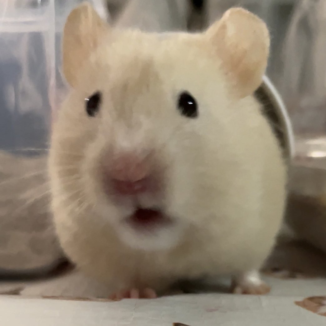 まんまる🐹⚪️
わたさんおてて短いね🥹🌼