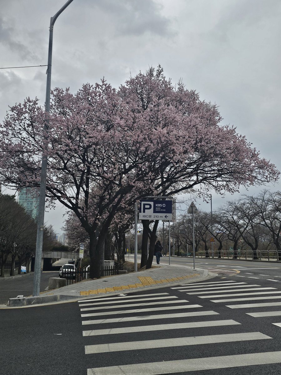 panda_527_Y's tweet image. 여의도 1일차 결산
이로치 배경 사철록 2개!
야생 플라베베 하양 100 1개!
비오고 눈오고 해뜨고를
1시간 안에 경험하긴 처음이네 🤔