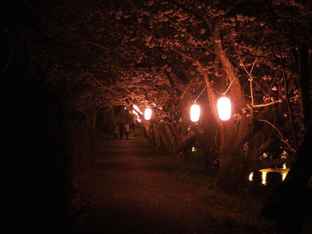 MeFZtlraOJHWxcP's tweet photo. 勝間田川の夜桜。
一部ライトアップされてないところは真っ暗なので、懐中電灯など用意した方が良さそうです。
#kmix_flower #om #olympus #em1markⅱ #1240f28pro #夜桜 #ライトアップ #桜 #勝俣川 #牧之原市 #静岡県 https://t.co/IT8sQTmQW4