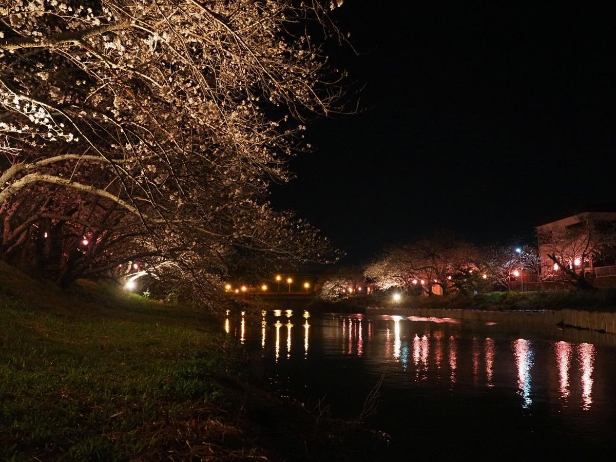 MeFZtlraOJHWxcP's tweet photo. 勝間田川の夜桜。
一部ライトアップされてないところは真っ暗なので、懐中電灯など用意した方が良さそうです。
#kmix_flower #om #olympus #em1markⅱ #1240f28pro #夜桜 #ライトアップ #桜 #勝俣川 #牧之原市 #静岡県 https://t.co/IT8sQTmQW4