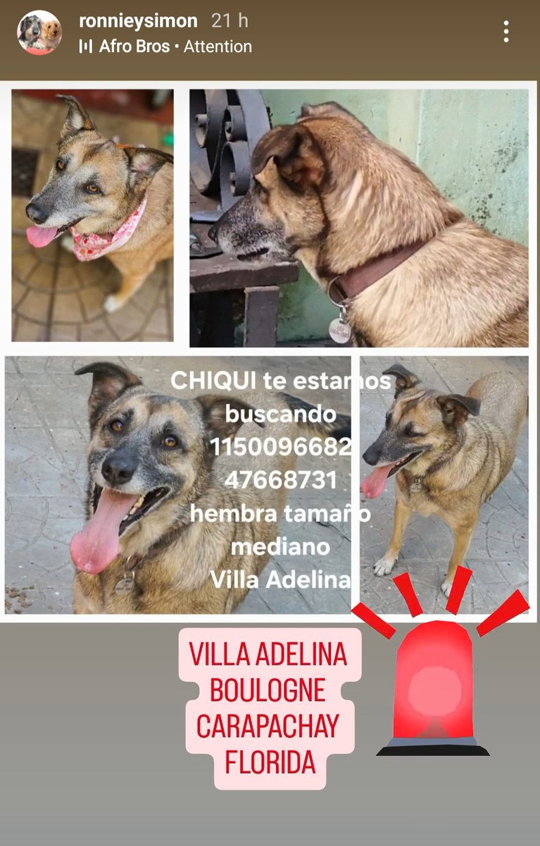 topatumba's tweet photo. #villaadelina #Boulogne #perrosperdidos #perraperdida
#zonanorte #chiqui #sos #ayuda 
SEGUIMOS BUSCANDO A CHIQUI
OFRECEMOS RECOMPENSA 
POR FAVOR DIFUNDIR GRACIAS https://t.co/8m9vT4tSy1
