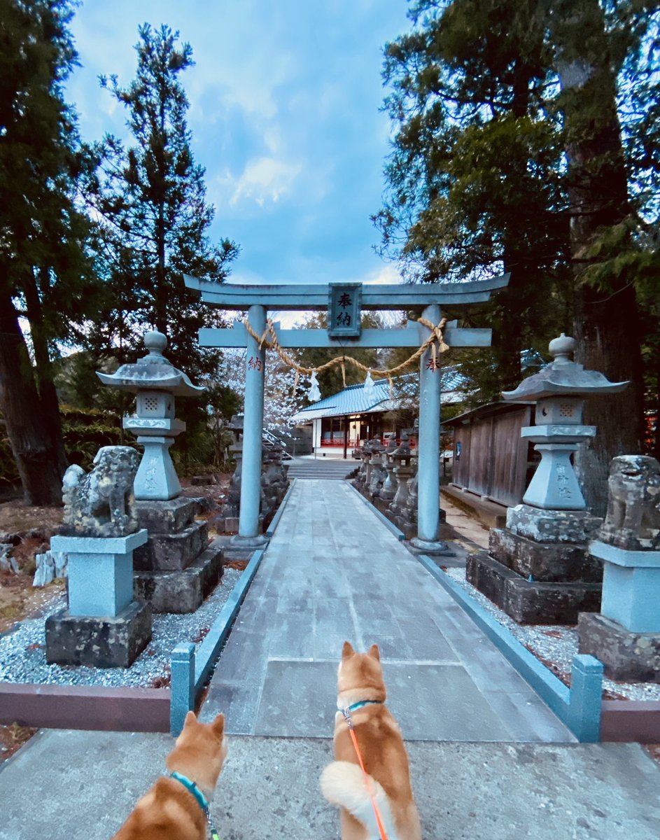 ShepofShibas's tweet photo. Kaito and Hana greeting the Komainu at our local shrine โฉ๏ธ๐ฏ๐ต
#ShibaInu #ShibaLife #MiePrefecture #JapanShiba #mihamatown https://t.co/SMXapweelW