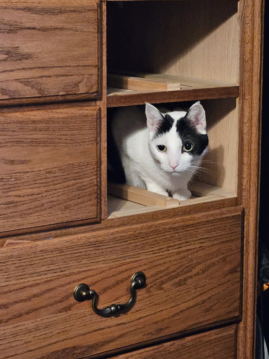 TheSprinklesCat's tweet photo. Meowmy was sorting out her sock drawers. So, I decided to check out the openings. Hope mew have a purrfect #CatDrawerSunday instead of #CatBoxSunday! #cowcat #CatsOfTwitterX #AdoptDontShop #StaySafeFurrends https://t.co/5ee2mVOGdE
