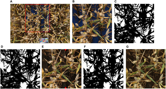 We present an image processing method using deep learning to monitor chlorosis and necrosis in wheat ears and shoots. It reveals greenness decay dynamics, helping quantify biotic stress and physiological senescence impacts.
Details: spj.science.org/doi/10.34133/p…