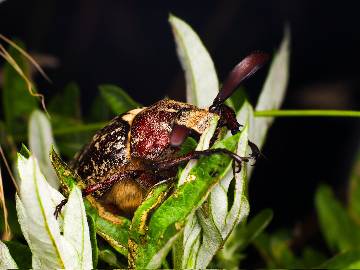 chal_ko130's tweet photo. 韓国ヒゲコガネ
Polyphylla laticollis manchurica
VII.06.2023 🇰🇷
触覚の形と翼の文様が本当に美しい韓国のひげこがね。2年前の夏、かなり多くの個体数を確認することができた。今年も見れるかな~
#Polyphylla #Polyphyllalaticollis #ひげこがね https://t.co/knlM0k4J8b