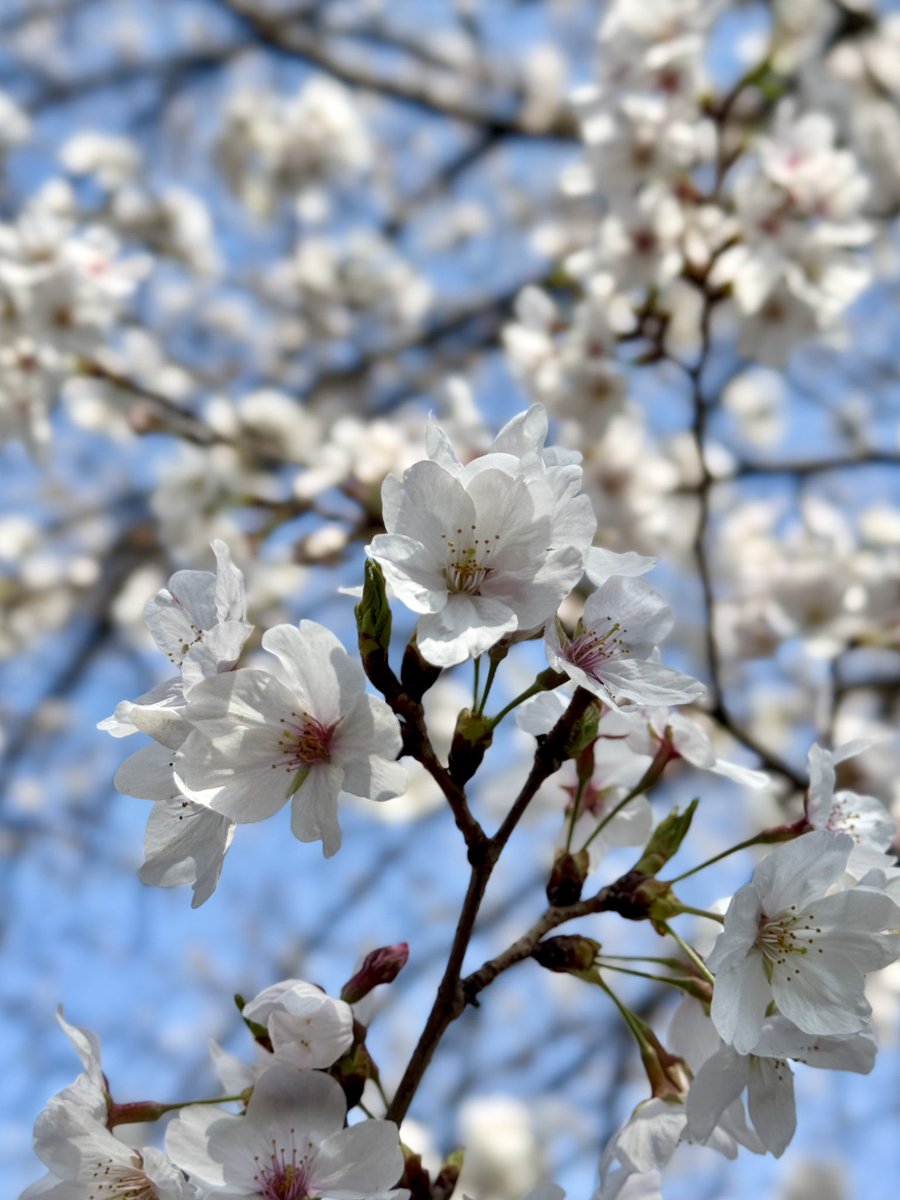 少しずつ咲き始めました。