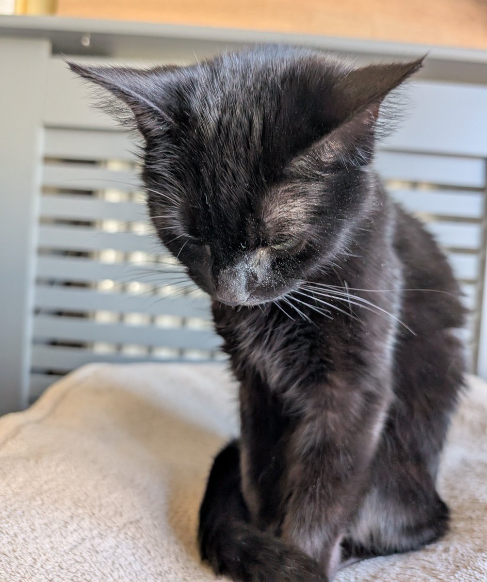 Gammitin (Ben) 💾 tweet media