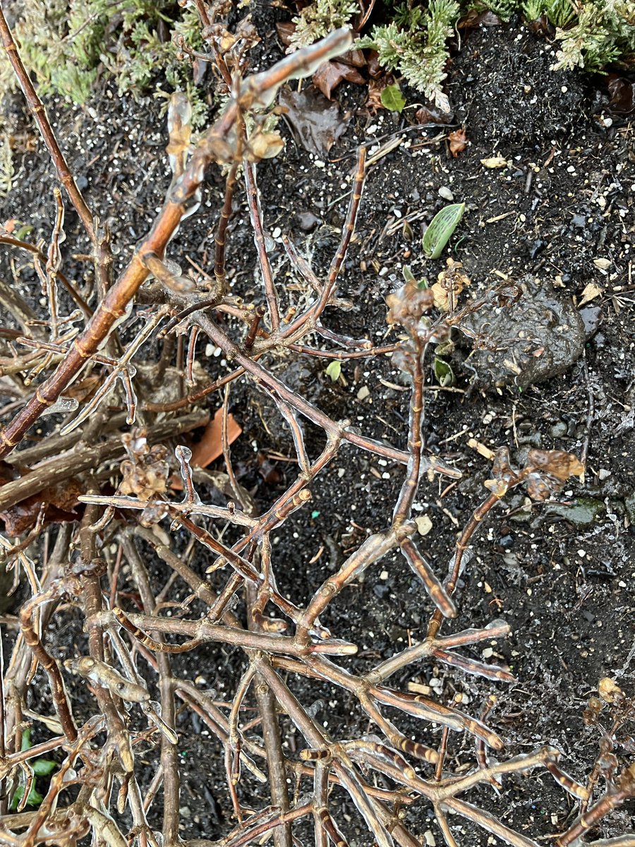 2-3 mm ice on vegetation and exposed decks Kitchener Stanley Park. Driveway and street bare and wet. 13.0 mm total rain since 8 AM Saturday. #onstorm #onwx