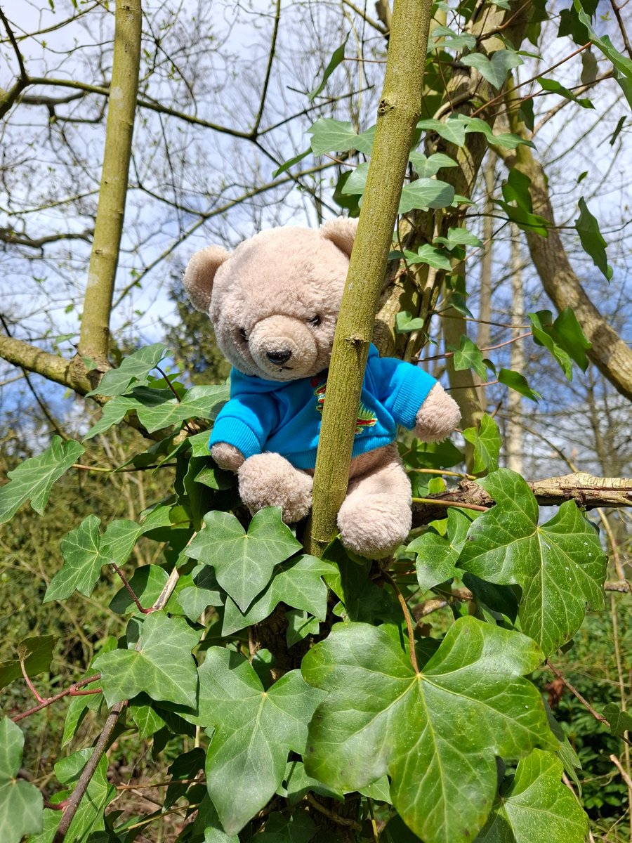 boeleke_op_reis's tweet image. Short walk nearby. Around Solhof in Aartselaar. Lots of wind. #walkingisfun