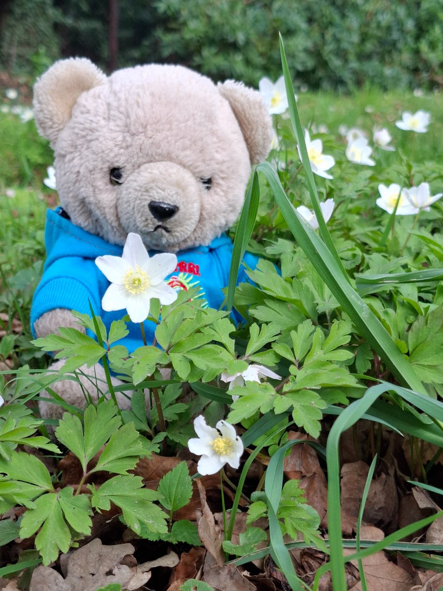 boeleke_op_reis's tweet image. Short walk nearby. Around Solhof in Aartselaar. Lots of wind. #walkingisfun