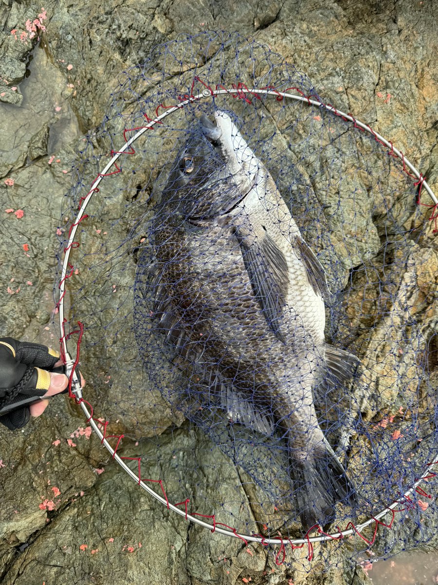 YBb3aVjlt5P4lfO's tweet image. 今日はM-1鶴見のプラの予定が爆風の為別場所へ🎣
なんとか形にはなったと思います！
M-1頑張りたいと思います🎣