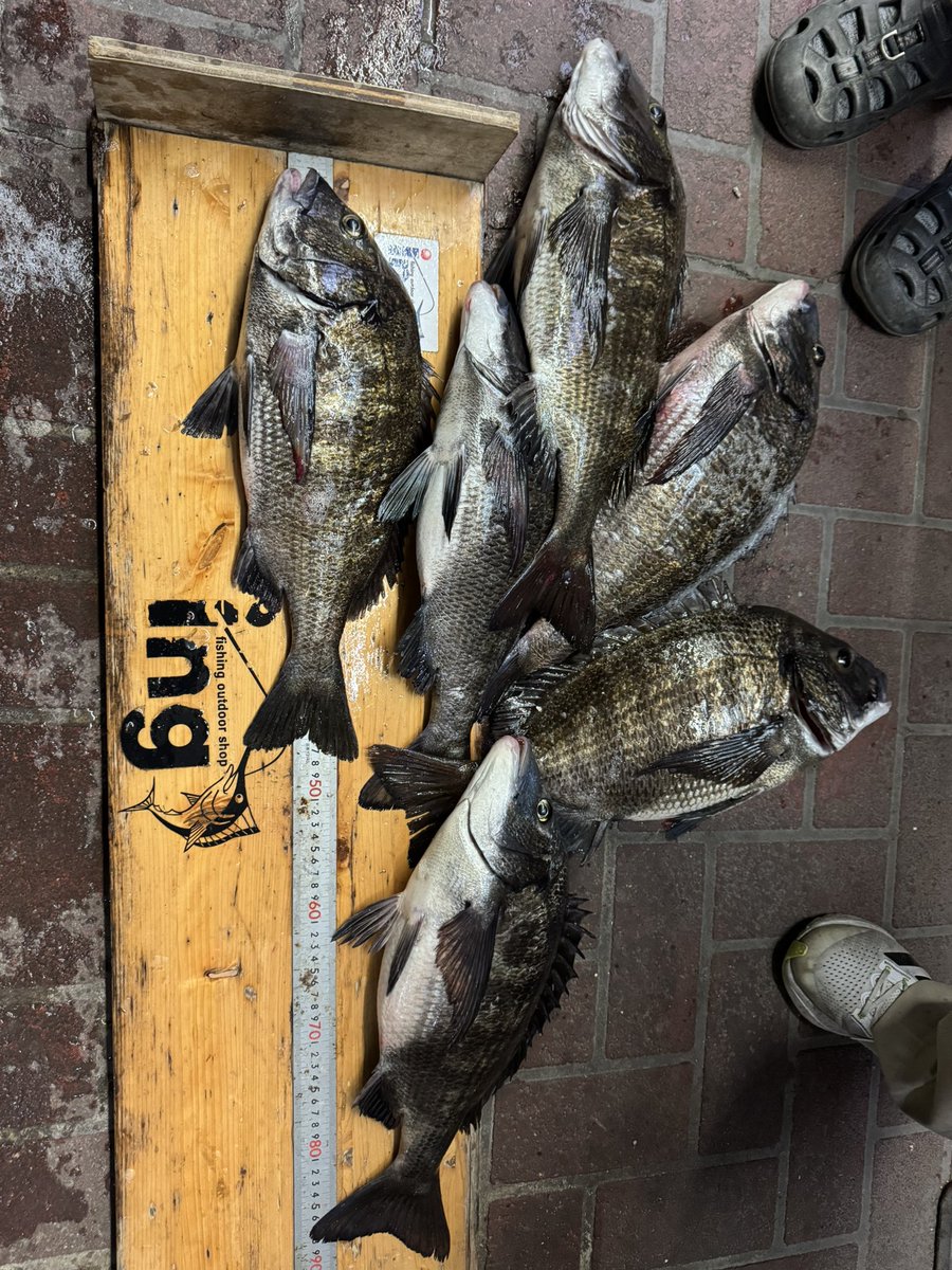 YBb3aVjlt5P4lfO's tweet image. 今日はM-1鶴見のプラの予定が爆風の為別場所へ🎣
なんとか形にはなったと思います！
M-1頑張りたいと思います🎣